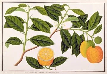 Lemomanies Macao-Macao Sinaasappels, uit Tekeningen van Planten uit Malakka, c.1805-18